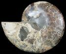 Cut Ammonite Fossil (Half) - Agatized #47696-1